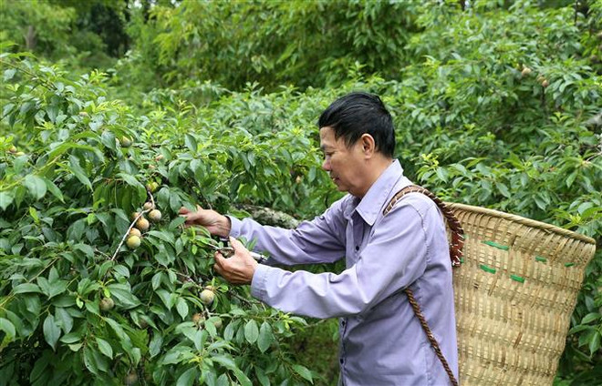 Lào Cai: Thời tiết khô hạn ảnh hưởng tới năng suất và giá mận Bắc Hà ảnh 1