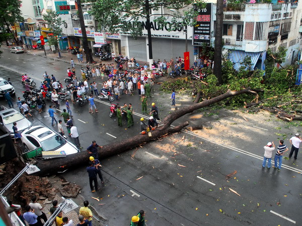 Cây cổ thụ bật gốc đè 1 ôtô và 8 xe máy làm 1 người thương nặng ảnh 1