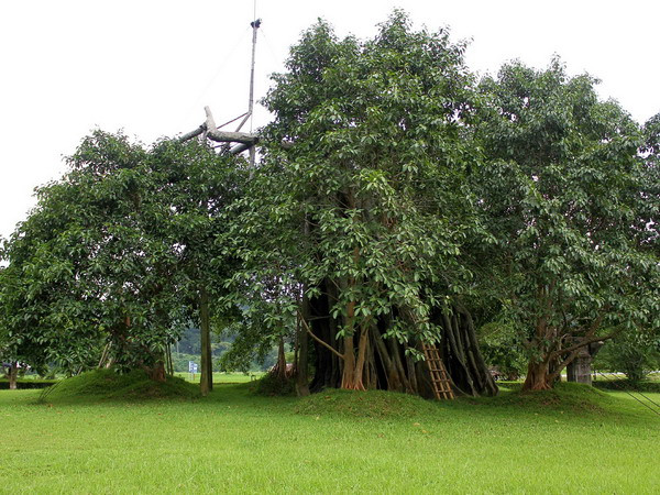 Hành trình duy trì sự sống cho cây đa Tân Trào ở Tuyên Quang ảnh 1