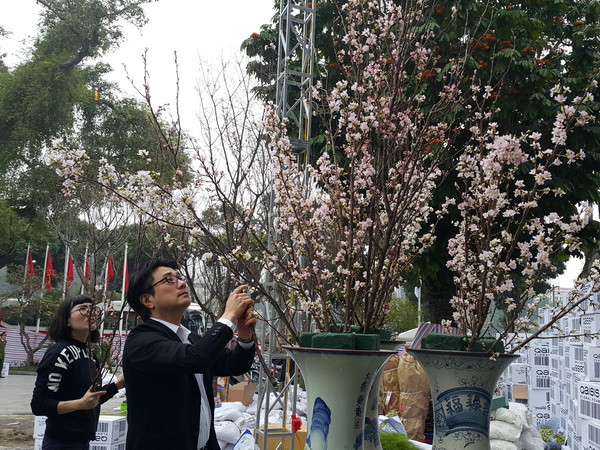 Tưng bừng khai mạc triển lãm hoa anh đào tại Hà Nội ảnh 1