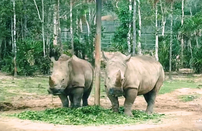 Tham gia phim ngắn về bảo vệ động vật hoang dã để ‘ẵm’ giải đi Anh ảnh 1