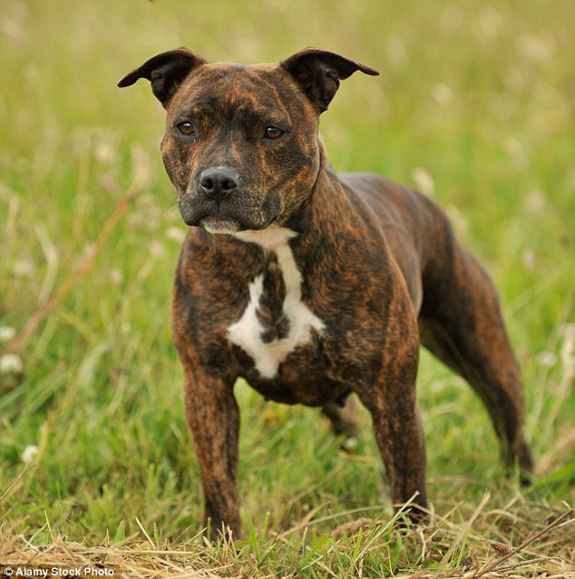 Người đàn ông nguy kịch vì bị con chó dữ tấn công dã man ảnh 1