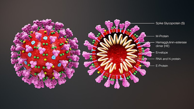 Australia chụp hình 3D virus SARS-COV-2 hỗ trợ chế tạo vắcxin ảnh 1