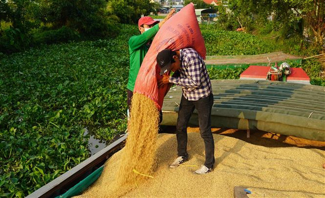 Lúa sau khi nông dân thu hoạch. (Ảnh: Thanh Tân/TTXVN) Thị trường nông sản tuần qua: Giá lúa tăng giảm trái chiều ảnh 1