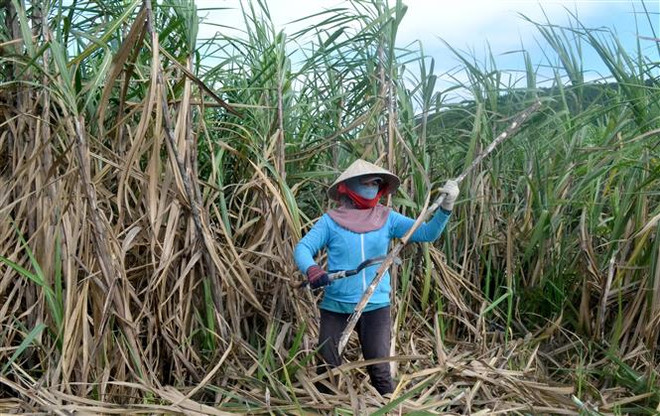 Nông dân trồng mía ở vùng mía Ninh Hòa, Khánh Hòa tất bật vào vụ thu hoạch. (Ảnh: Phan Sáu/TTXVN) Hiệp định ATIGA: Thách thức và cơ hội của ngành mía đường Việt Nam ảnh 1
