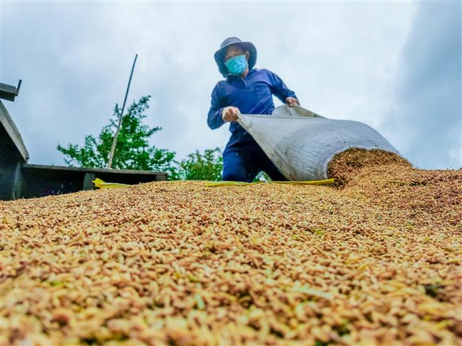 Nông dân phơi lúa ở Cần Thơ. (Ảnh: Thanh Liêm/TTXVN) Giá lúa ở ĐBSCL ổn định, giá càphê nhân xô tại Tây Nguyên giảm nhẹ ảnh 2