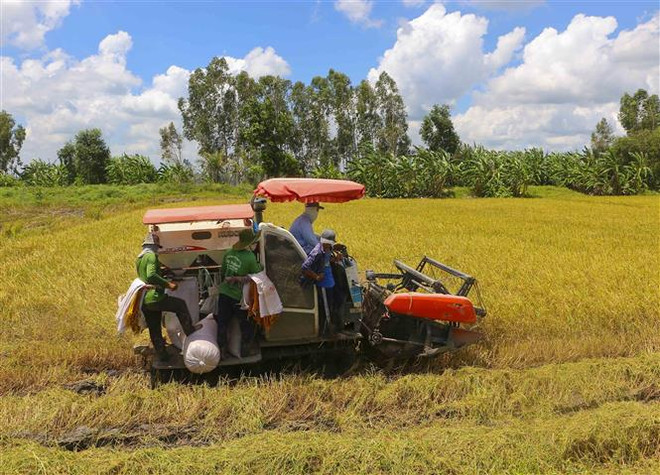 Nông dân thu hoạch lúa tại huyện Châu Thành A, Hậu Giang. (Ảnh: Duy Khương/TTXVN) Giá lúa ở ĐBSCL ổn định, giá càphê nhân xô tại Tây Nguyên giảm nhẹ ảnh 1