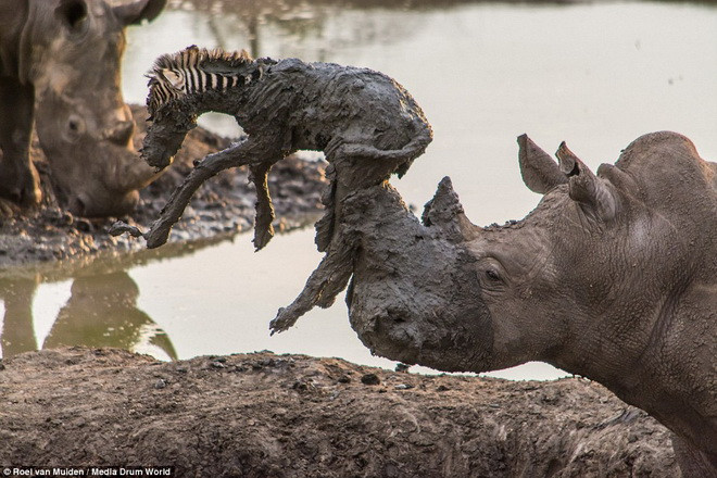 Chú ngựa vằn bị đâm thủng bụng vì hành động hiệp nghĩa của tê giác ảnh 3