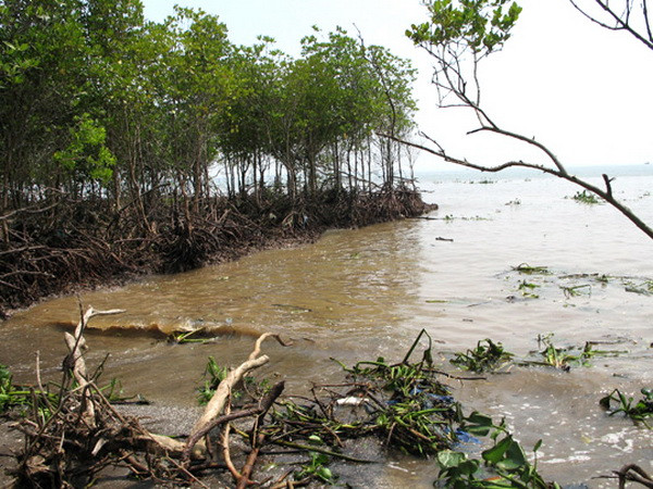 Sóng biển "nuốt chửng" đê biển Gò Công tốc độ ngày càng nhanh ảnh 1