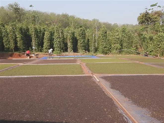 Bình Phước: Nông dân thất thu khi sản lượng và giá hồ tiêu sụt giảm ảnh 2