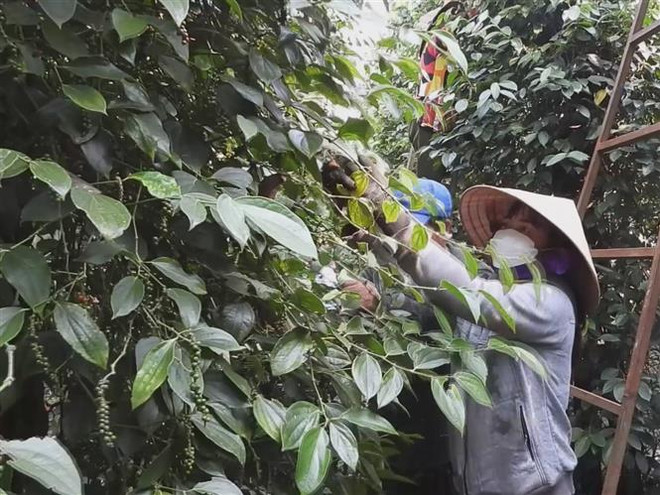 Bình Phước: Nông dân thất thu khi sản lượng và giá hồ tiêu sụt giảm ảnh 1