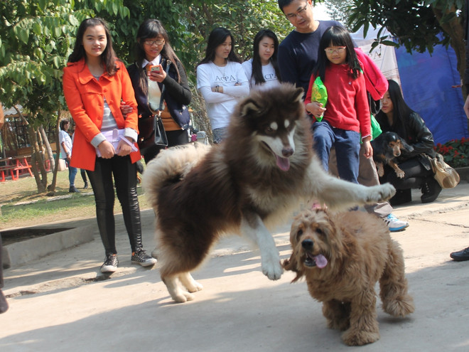 Hàng trăm chú cún cưng cùng hội tụ ở bãi đá sông Hồng ảnh 1