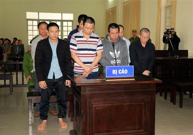 Xử sơ thẩm 7 đối tượng trong vụ hạ độc hàng ngàn cây thông ở Lâm Đồng ảnh 1