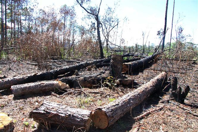 Xử sơ thẩm 7 đối tượng trong vụ hạ độc hàng ngàn cây thông ở Lâm Đồng ảnh 2