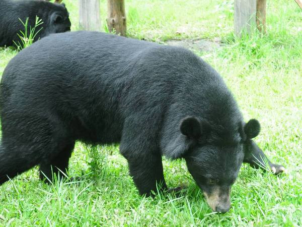 Ca sỹ Thu Minh lên tiếng bảo vệ hai loài gấu quý hiếm ảnh 2
