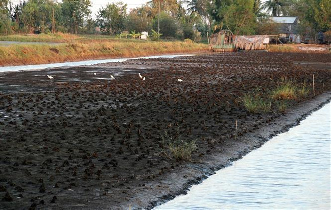 Nông dân xã Minh Thuận, huyện U Minh Thượng làm đất chuẩn bị thả nuôi vụ tôm nước lợ tránh hạn mặn. (Ảnh: Lê Sen/TTXVN) Giải pháp công nghệ trong đo đạc địa hình bãi bồi ven biển ảnh 1