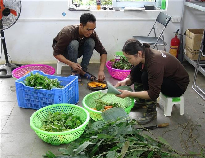 Nhân viên Trung tâm chuẩn bị đồ ăn cho gấu. (Ảnh: Thùy Dung/TTXVN) 'Ngôi nhà' giúp hồi sinh những chú gấu bị nuôi nhốt lấy mật ảnh 1