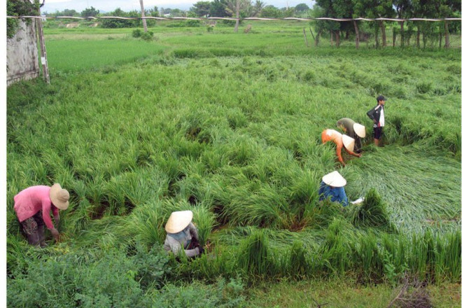 Đông Bắc Bộ thời tiết ẩm ướt, mưa rải rác trên hầu khắp cả nước ảnh 1