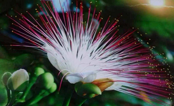 ‘Sức sống xanh’ trường tồn nơi đầu sóng ngọn gió Trường Sa ảnh 3