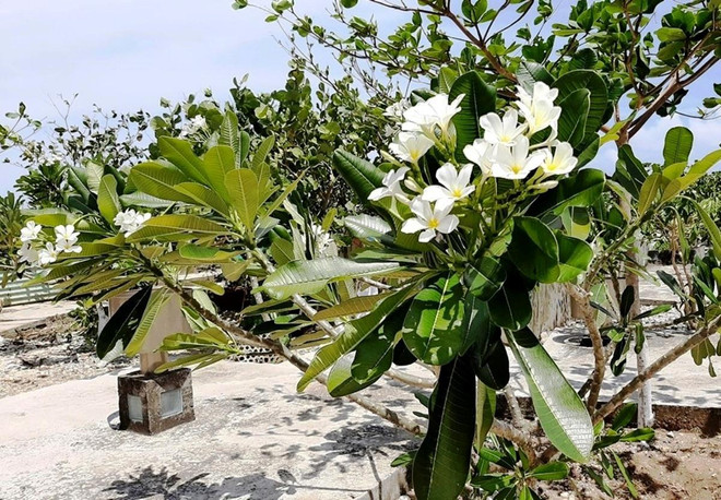 Bài 2: ‘Bầu sữa quý’ giữa trùng khơi giúp Trường Sa thay da đổi thịt ảnh 4