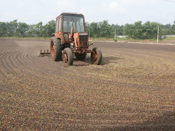 Để phát triển bền vững thương hiệu càphê Mường Ảng ảnh 1