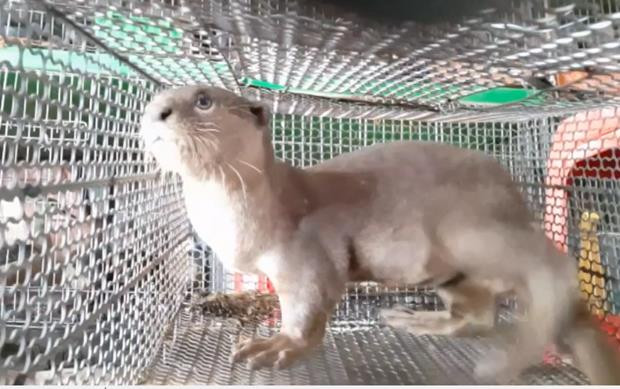 Hoàn thiện pháp luật động vật hoang dã: Ghi nhận ở các cơ sở nuôi nhốt ảnh 1