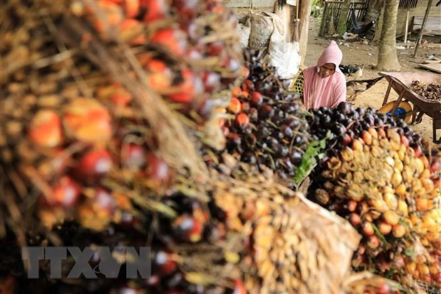 Thu hoạch dầu cọ tại Kutamakmur, Aceh, Indonesia. (Ảnh: AFP/TTXVN) Ngoại trưởng Indonesia quan ngại việc phân biệt đối xử dầu cọ của EU ảnh 1