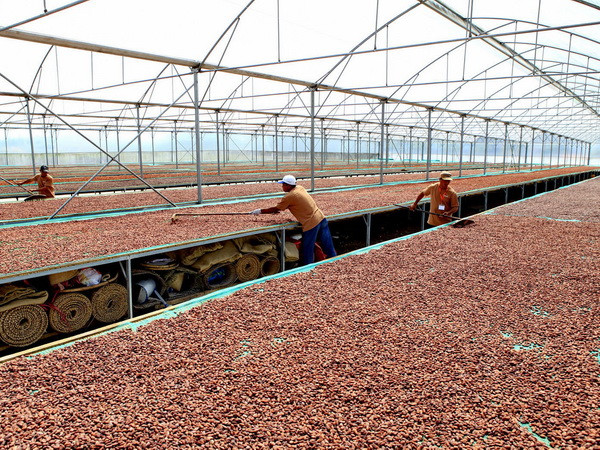 Giá cacao Bến Tre ổn định ở mức cao trước mùa thu hoạch ảnh 1