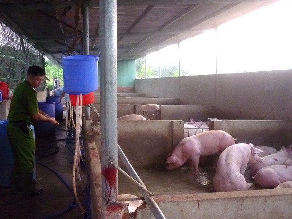 Tây Ninh phạt 3 cơ sở bơm nước vào gia súc trước khi giết mổ ảnh 1