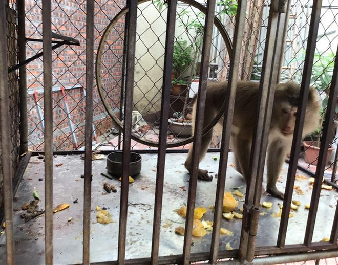 Vườn quốc gia Cúc Phương tiếp nhận 2 cá thể động vật trong Sách đỏ ảnh 1