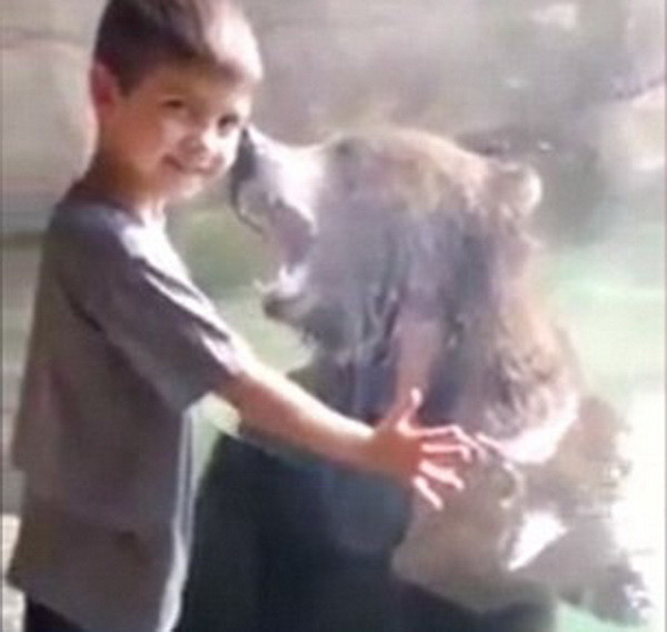 [Video] Cậu bé thích thú khi đứng cạnh con gấu nâu hung dữ ảnh 1