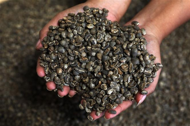 Giá gạo 5% tấm của Việt Nam giảm xuống mức thấp nhất trong một tháng ảnh 3