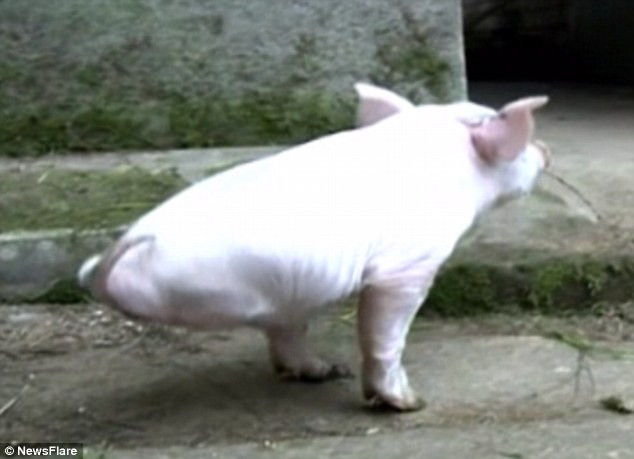 [Video] Chú lợn hai chân tập đi khó khăn gây xúc động mạnh ảnh 1