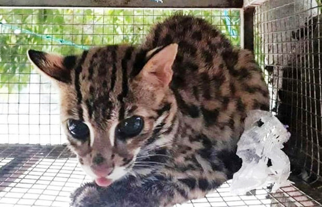 Bộ TN-MT: ''Khoảng 70% bệnh truyền nhiễm từ động vật lây sang người'' ảnh 1