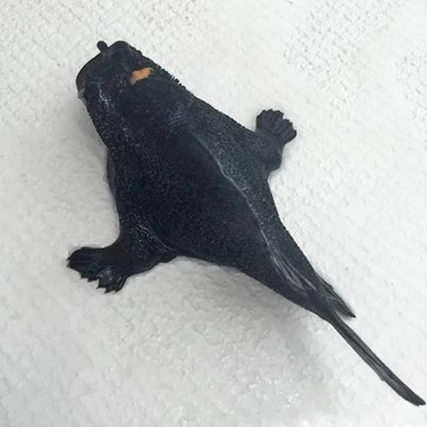 Bắt được con cá hình thù kỳ dị với lớp da đen và có hai chân ảnh 1