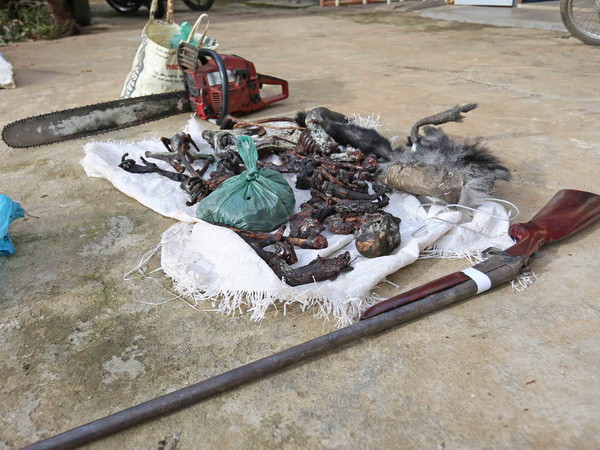 Khẩn trương xử lý vụ săn bắn 5 cá thể vọoc chà vá chân đen quý hiếm ảnh 1