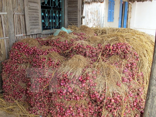 Giá thu mua hành tím ở Sóc Trăng tăng mạnh, gấp tới 4 lần ảnh 1