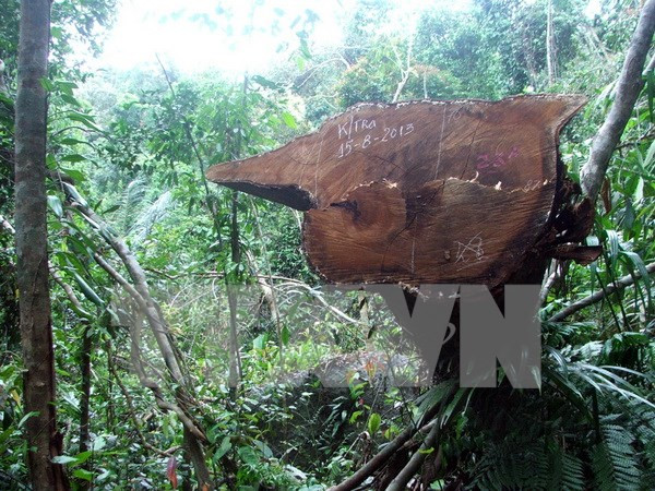 Đắk Nông đình chỉ công tác một Chủ tịch xã vì để mất rừng ảnh 1