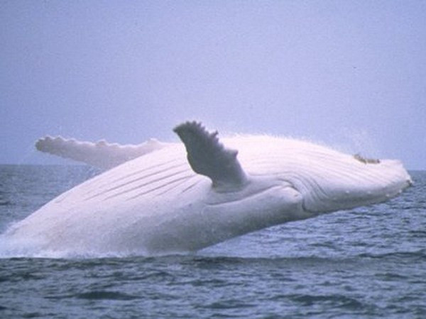 Biến đổi khí hậu đẩy nhanh tốc độ tuyệt chủng các loài sinh vật ảnh 1