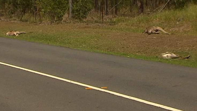 Lái xe mất kiểm soát đâm chết 17 con chuột túi trên đường ảnh 1