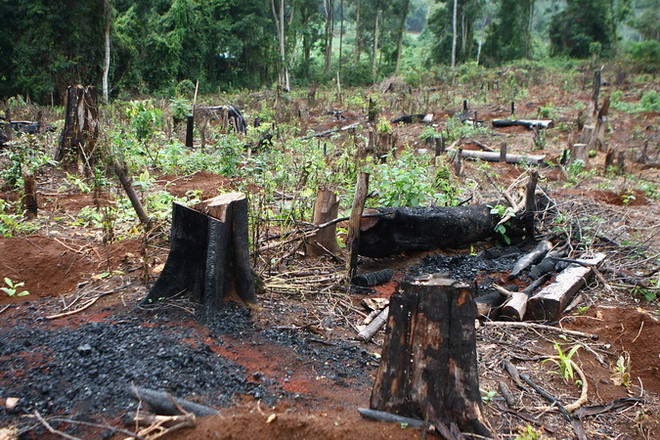 Đắk Nông: Hàng trăm ha rừng bị đốt thành rẫy càphê, hoa màu ảnh 1