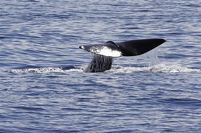 Loài cá lớn nhất hành tinh có thể nhìn rõ trong bóng tối ảnh 1