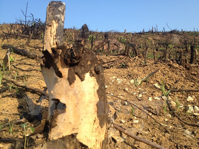 Chuyên gia “hiến kế” tháo gỡ vướng mắc đất nông, lâm trường ảnh 1