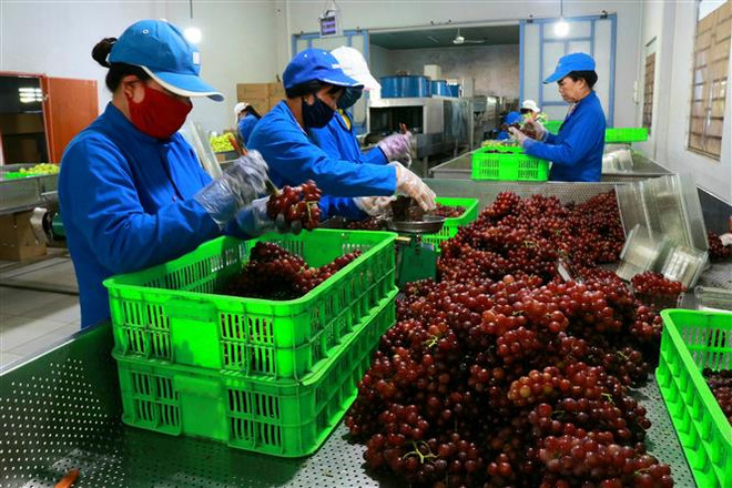 Sơ chế sản phẩm nho tươi để đưa đi tiêu thụ từ liên kết sản xuất với người dân tại Trang trại nho Ba Mọi, xã Phước Thuận, huyện Ninh Phước, tỉnh Ninh Thuận. (Ảnh: Nguyễn Thành/TTXVN) Ngành nông nghiệp đẩy mạnh chuyển đổi số thực chất, hiệu quả ảnh 1