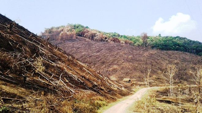 Khẩn cấp ứng phó với tình trạng cháy rừng trong mùa cao điểm ảnh 1