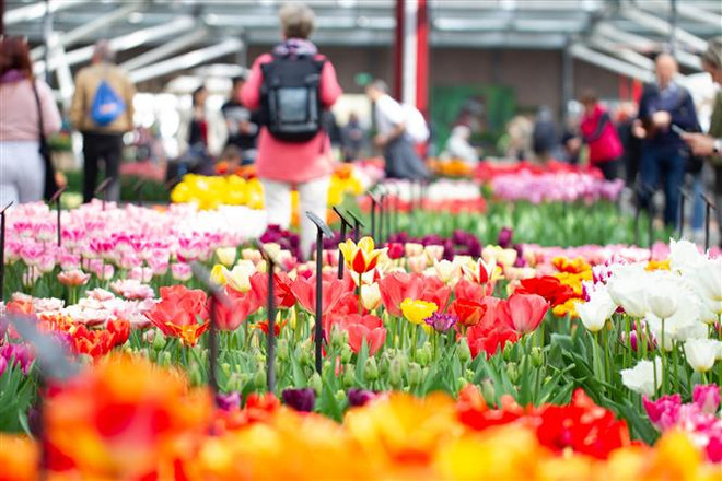 Hà Lan: "Thiên đường" hoa tulip Keukenhof mở cửa trở lại sau 3 năm ảnh 1