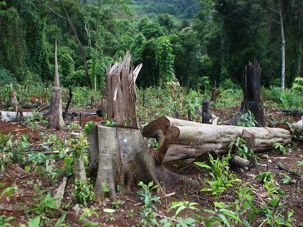 Khởi tố đối tượng cầm đầu băng nhóm phá rừng tại Đắk Nông ảnh 1