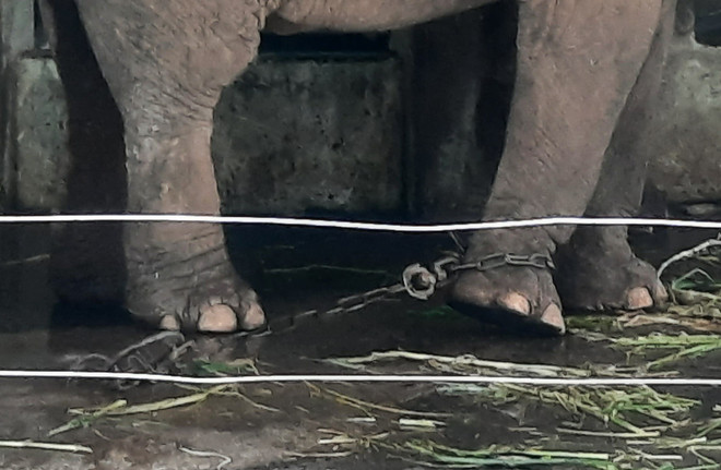Vườn thú Hà Nội: Voi bị xiềng xích được chăm sóc 'đúng quy trình' ảnh 3