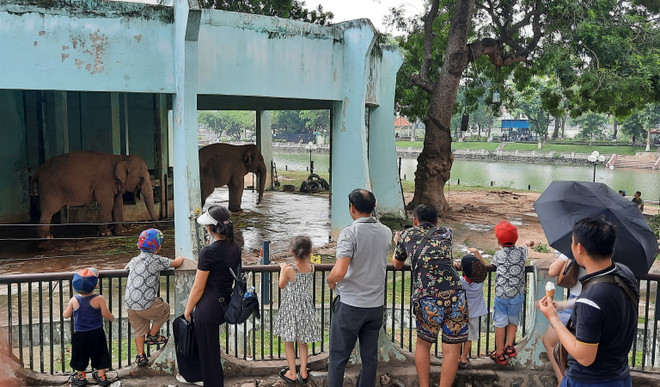 Vườn thú Hà Nội: Voi bị xiềng xích được chăm sóc 'đúng quy trình' ảnh 2