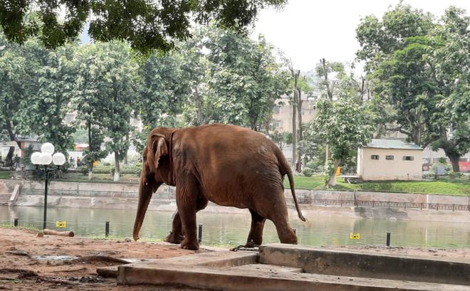 Vườn thú Hà Nội: Voi bị xiềng xích được chăm sóc 'đúng quy trình' ảnh 4